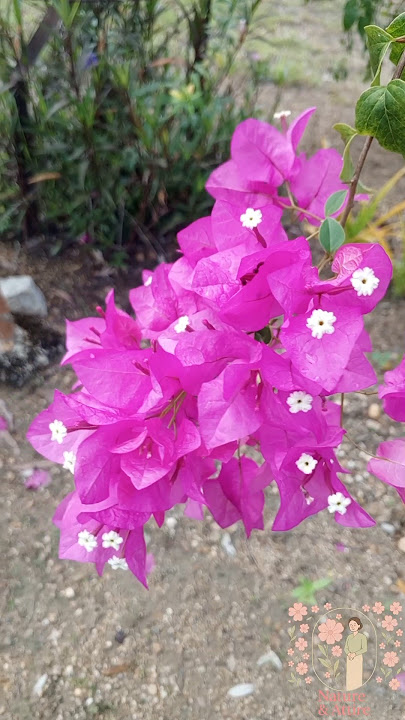 Bougainvillea spectabilis | Tropical Beauty