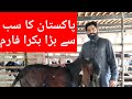best goat farm in pakistan | biggest goat form in pakistan