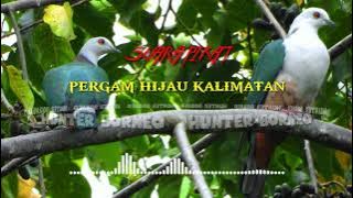 SUARA PIKAT KLONI PERGAM HIJAU KALIMANTAN
