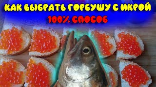 Как выбрать горбушу с икрой. 100 % верный способ