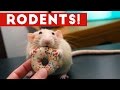 Incredible Rat & Rodent Videos of 2016 Weekly Compilation | Funny Pet Videos