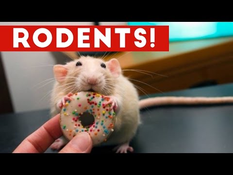 incredible-rat-&-rodent-videos-of-2016-weekly-compilation-|-funny-pet-videos