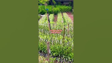 Nguyên liệu quả Bồ kết khan hiếm | #câygiốngbồkết #nguyenthaiduongboket #muacaygiongboket #câybồkết