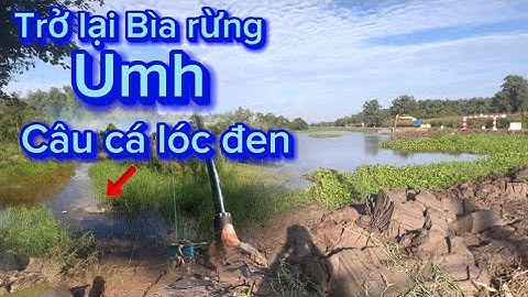 Trở lại bìa rừng u minh hạ || câu cá lóc đen || Du phan fishing