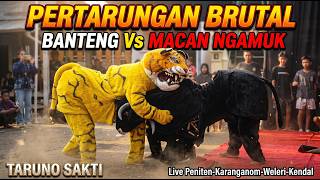 LUCU !! Banteng Vs Macan Ngamuk Brutal - Taruno Sakti Live Peniten Karanganom - Weleri Kendal