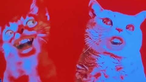 Numa cat in not sure what I did to