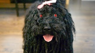 Demon dreadlock dog wants chips!