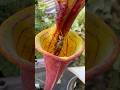 サラセニアの蜜を舐め続けた蜂の末路。#carnivorousplants #sarracenia #食虫植物