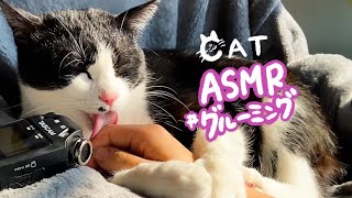 飼い主の腕に抱きついてグルーミングする猫ASMR_cat