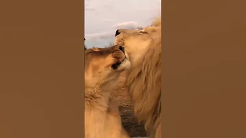 اسد حب Leo Love ملك الغابة 