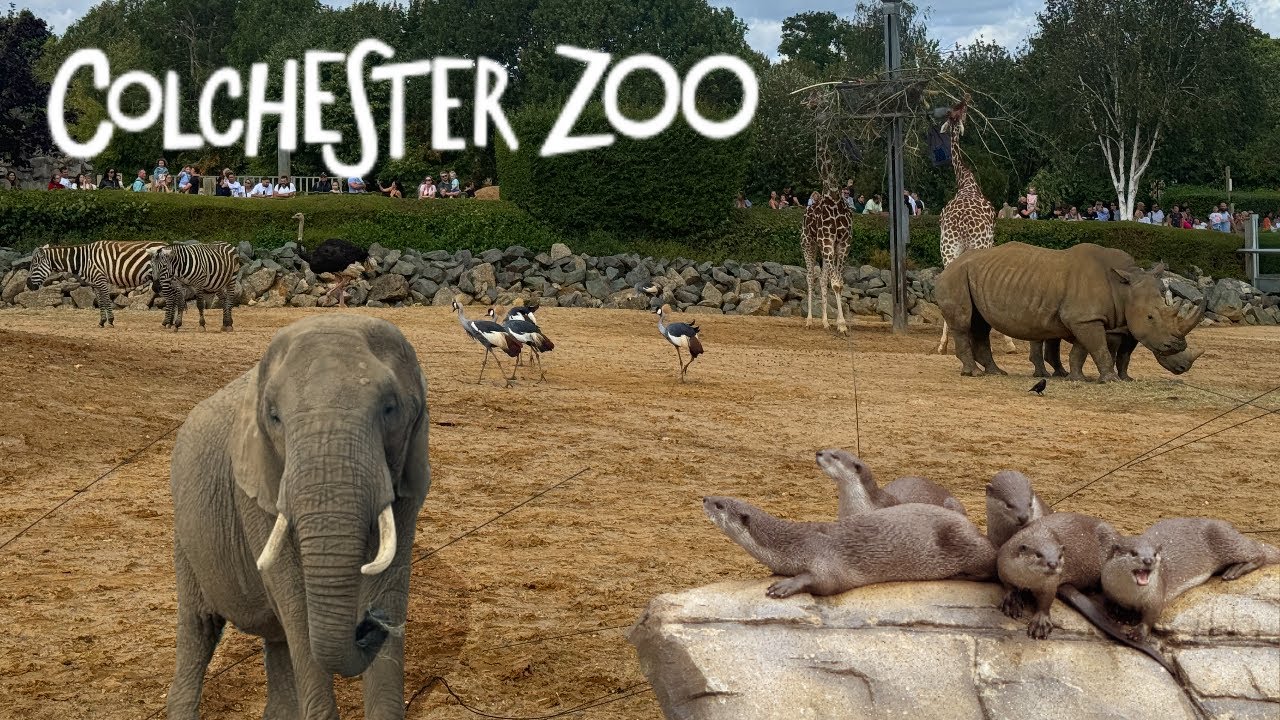 COLCHESTER Zoo Full Walkthrough 2024