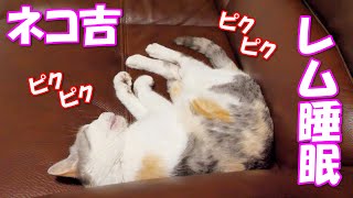 レム睡眠中で全身が激しくピクピク動くネコ吉