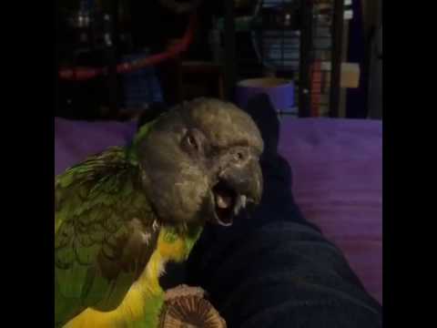 lady marmalade lyrics Sleepy Senegal parrot yawning!