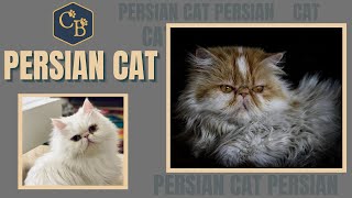 Persian cat 😸 All you need to know about this breed 😍 by Cat Breeds 127 views 3 years ago 4 minutes, 4 seconds