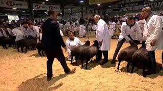 Defaid Texel Glas | Blue Texel Sheep