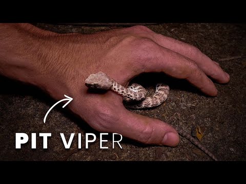 PIT VIPER CURLS UP IN MY HAND! Herping for Mangrove Snakes, Pythons, Kraits & more!