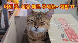 점장한테 구박받는 편의점고양이 점장한테 구박받는 편의점고양이