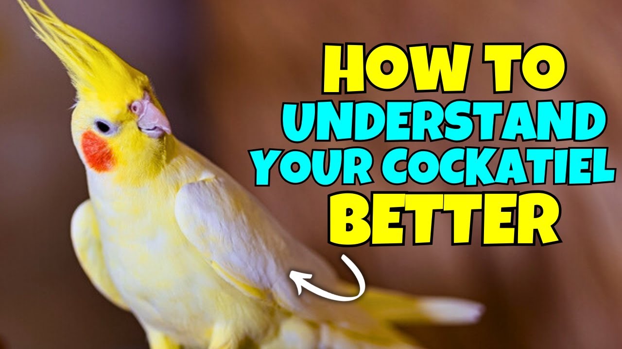 How to UNDERSTAND your Cockatiel Better? | Compilation