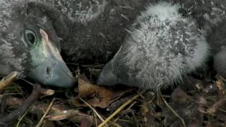 AEFDC EAGLE CAM  POST RESCUE: AMAZING CLOSEUP TOGETHERNESS