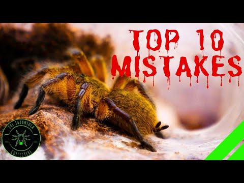 TOP 10 Mistakes Keeping Tarantulas & Spiders - DON&rsquo;T DO THIS!