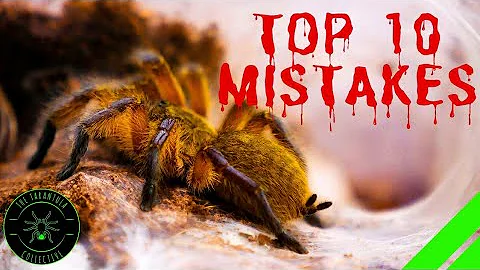 TOP 10 Mistakes Keeping Tarantulas & Spiders - DON'T DO THIS!
