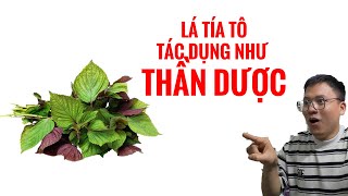 Chuyện gì sẽ xảy ra nếu uống nước lá tía tô hàng ngày - Dược Sĩ Toàn, Dược Tốc Biến
