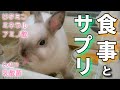 アニマストラス？乳酸菌？食事とサプリで健康うさぎさんになろう【#28】