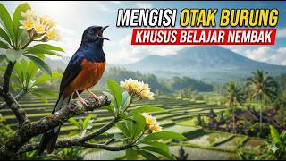 Terapi Burung Monoton! Masteran Tembakan Kasar Khusus Dongkrak Mental Fighter