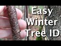 Identify birch oak beech  maple trees in winter