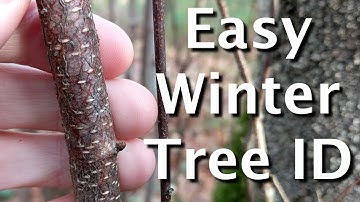 Identify Birch, Oak, Beech & Maple Trees In Winter