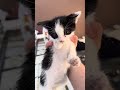 💕 Unser kleines kitten aus Alanya muss zum Tierarzt💕 #shorts