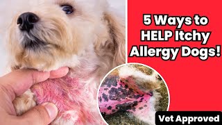 NEW Remedy for Dry, Itchy Skin & Ear Infections 👉 Vet Recommended! screenshot 4
