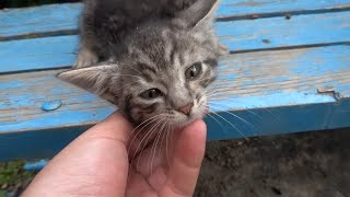 A kitten without a mother because she died