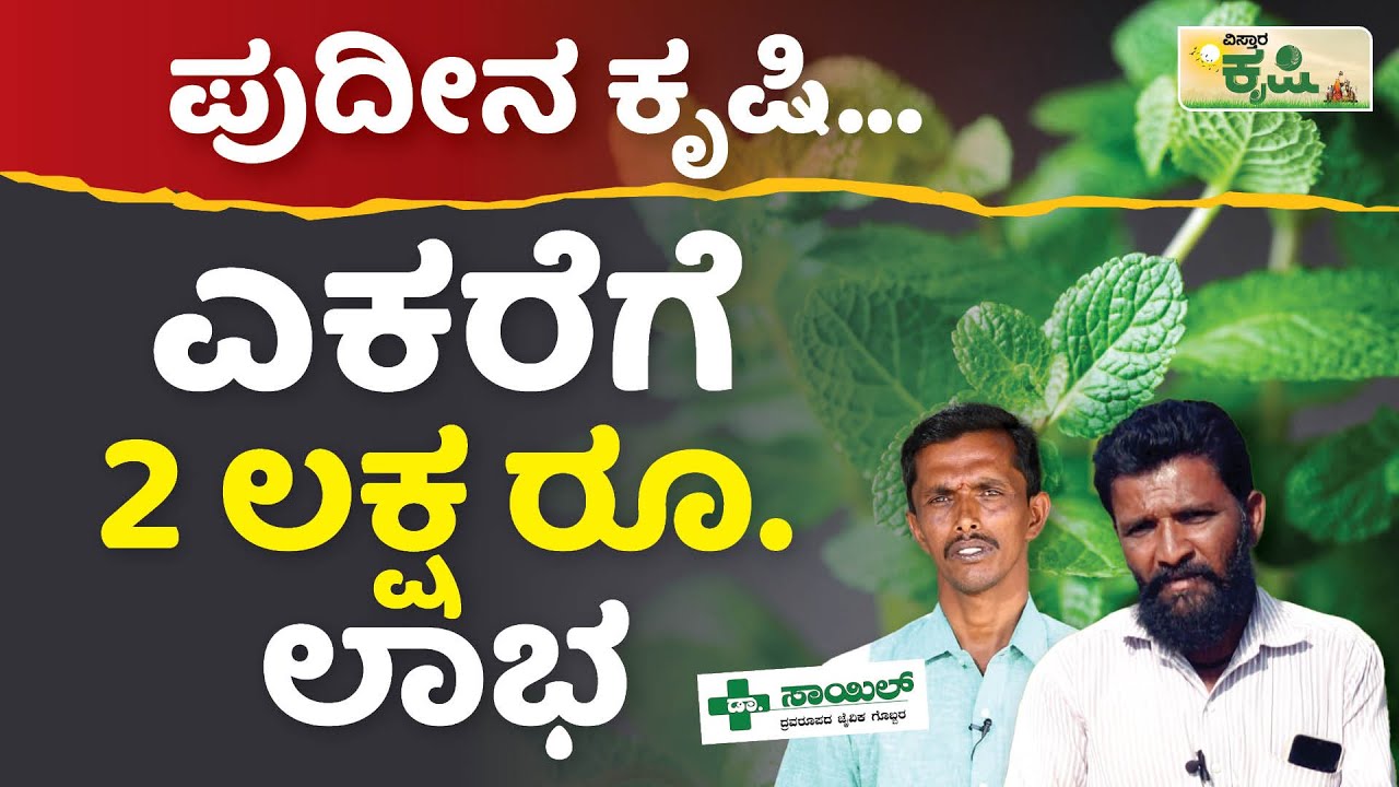 ಪುದೀನ ಕೃಷಿ : ಎಕರೆಗೆ 2 ಲಕ್ಷ ರೂ. ಲಾಭ! | Mint Farming | Yelahanka | Kalaburagi | Vistara Krishi
