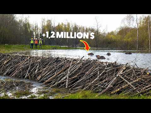 Eight Beavers Finished a $1.2 Million Dam in Days — While The Government Spent Seven Years