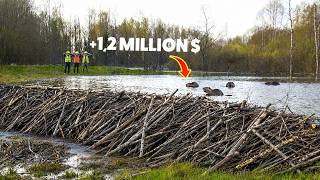 Eight Beavers Finished a $1.2 Million Dam in Days — While The Government Spent Seven Years