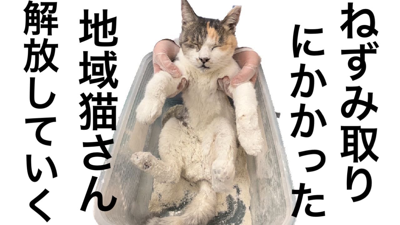 ラバー 貼り付け  ねずみとねこ We rescued a local cat that was sticky and stuck to its body [What