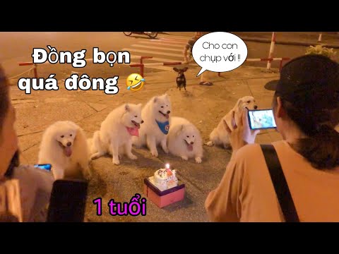 Tổ chức sinh nhật chó Samoyed tại công viên Dinh Độc Lập (birthday samoyed dog)