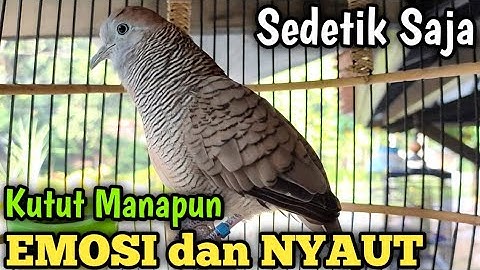 Kutut Lokal Gacor 100% OBATNYA MALAS BUNYI perkutut lokal manapun GACOR RAMAI LANGSUNG buktikan saja