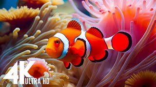 THE DEEP OCEAN | 4K TV ULTRA HD / Full Documentary  Beautiful Coral Reef Fish Video  Stress Relief