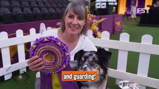 The Australian Shepherd - Top Personality Traits Characteristics And Facts by 101DogFacts 9 views 6 months ago 2 minutes, 36 seconds