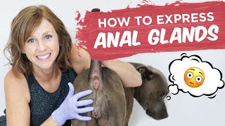 Dog Anal Glands How To Express Them At Home