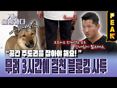 [#피크타임] 고집불통견과의 3시간 블로킹 훈련?! 강 훈련사가 알려주는 공격성 있는 대형견 잘 키우기 실내 편 | #개는훌륭하다 | KBS 240506 방송