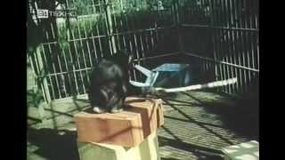 Думают ли животные? Думают ли животные?