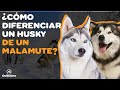 DIFERENCIAS ENTRE EL HUSKY SIBERIANO Y EL MALAMUTE DE ALASKA