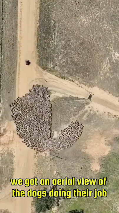 That Time Sheep Dogs Showed Off Their Skills!