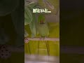 寝る前に…「ぼくはトリ!」 #わさびっちょ #インコ