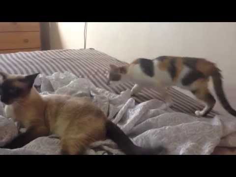 可愛いシャム猫と三毛猫のじゃれ合い Youtube 可愛いシャム猫と三毛猫のじゃれ合い Youtube