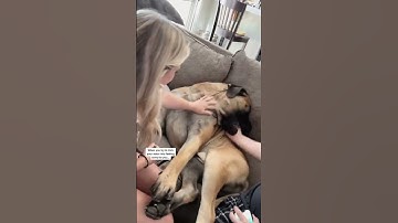 Thumbnail of My HUGE Puppy Deserves a GOLDEN GLOBE For His Acting! #dog #dogs #cutedog #funnydogs #shorts