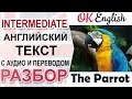 The Parrot  intermediate english text: grammar, vocabulary and listening skills 📘| OK English